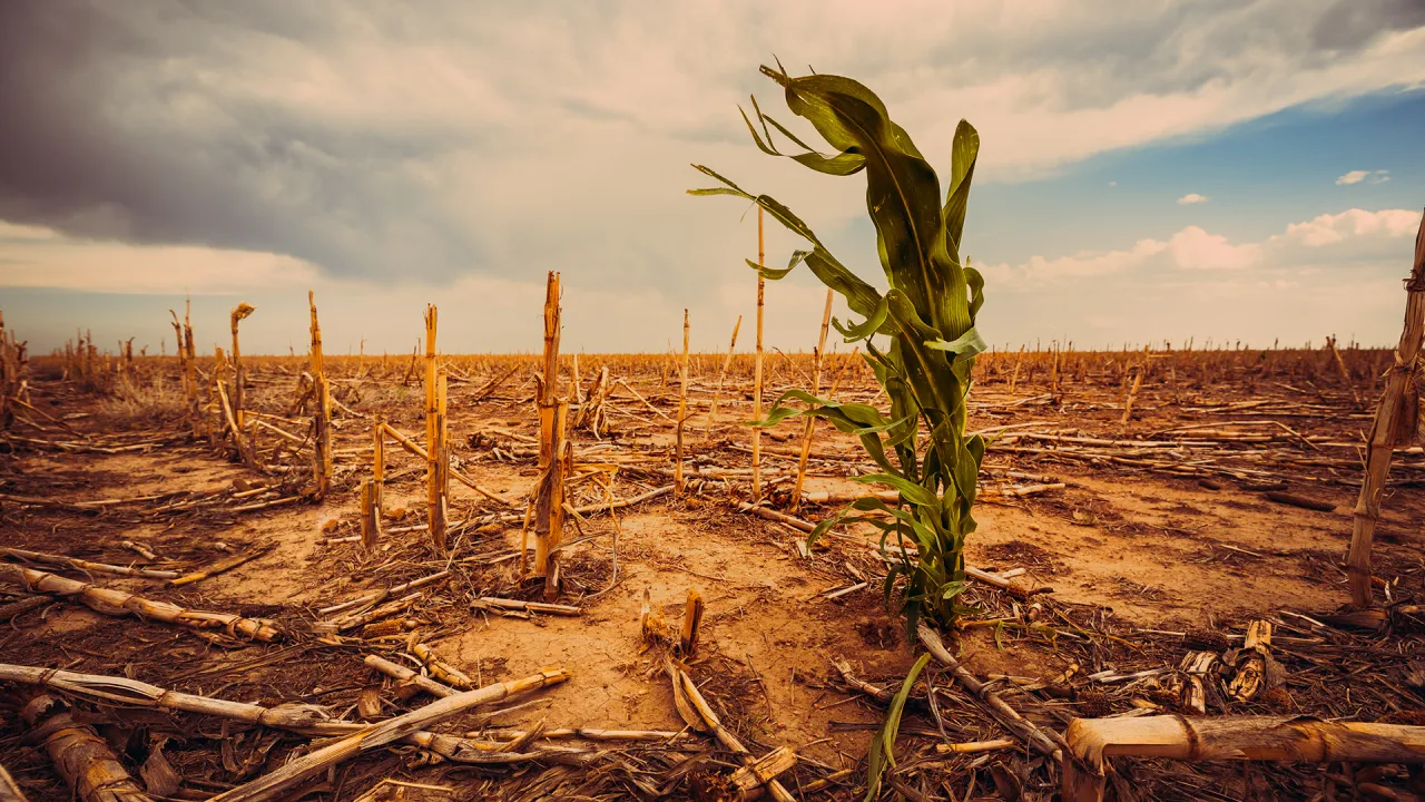 As inovações do agro brasileiro que transformam desafios em oportunidades