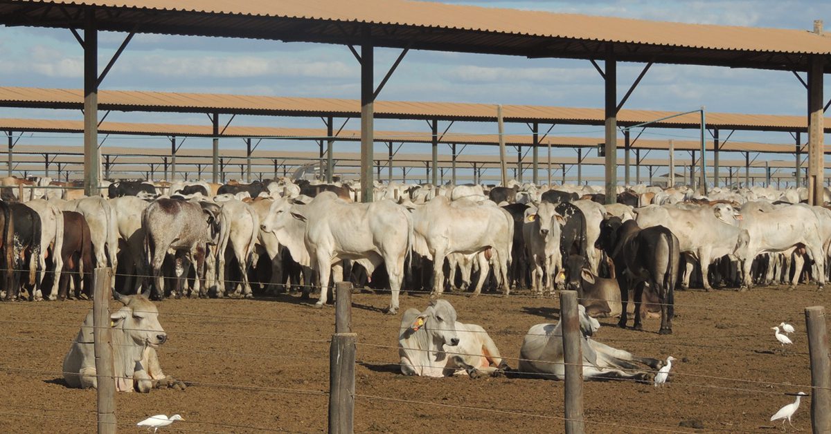 De passivo ambiental a fonte de renda – Fazenda Conforto lança biofertilizante, para aproveitar excedentes de esterco do confinamento e agregar valor a um produto cada vez mais cobiçado por agricultores